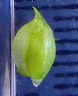  Young fruit